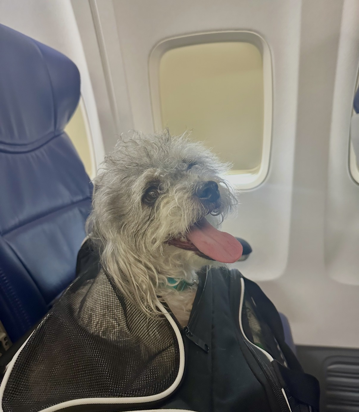 Mason in his carrier beside an airplane window.